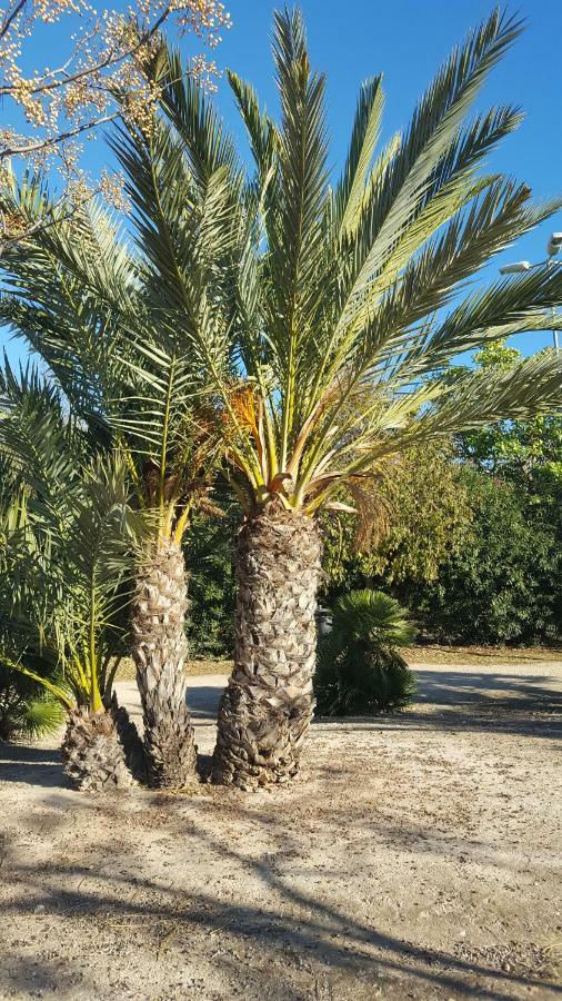 Sol Y Playa En San Juan Alicante Kültér fotó